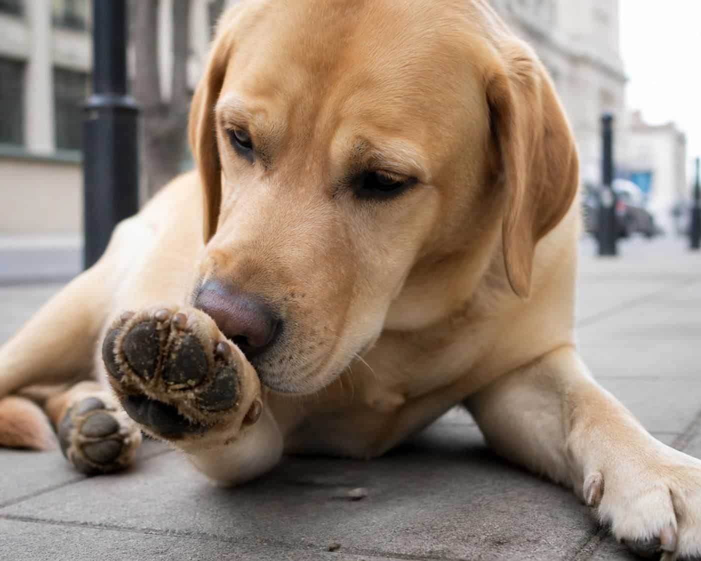 découvrez comment reconnaître, soigner et prévenir les coussinets abîmés de votre chien après une sortie pour garantir son confort et sa santé.