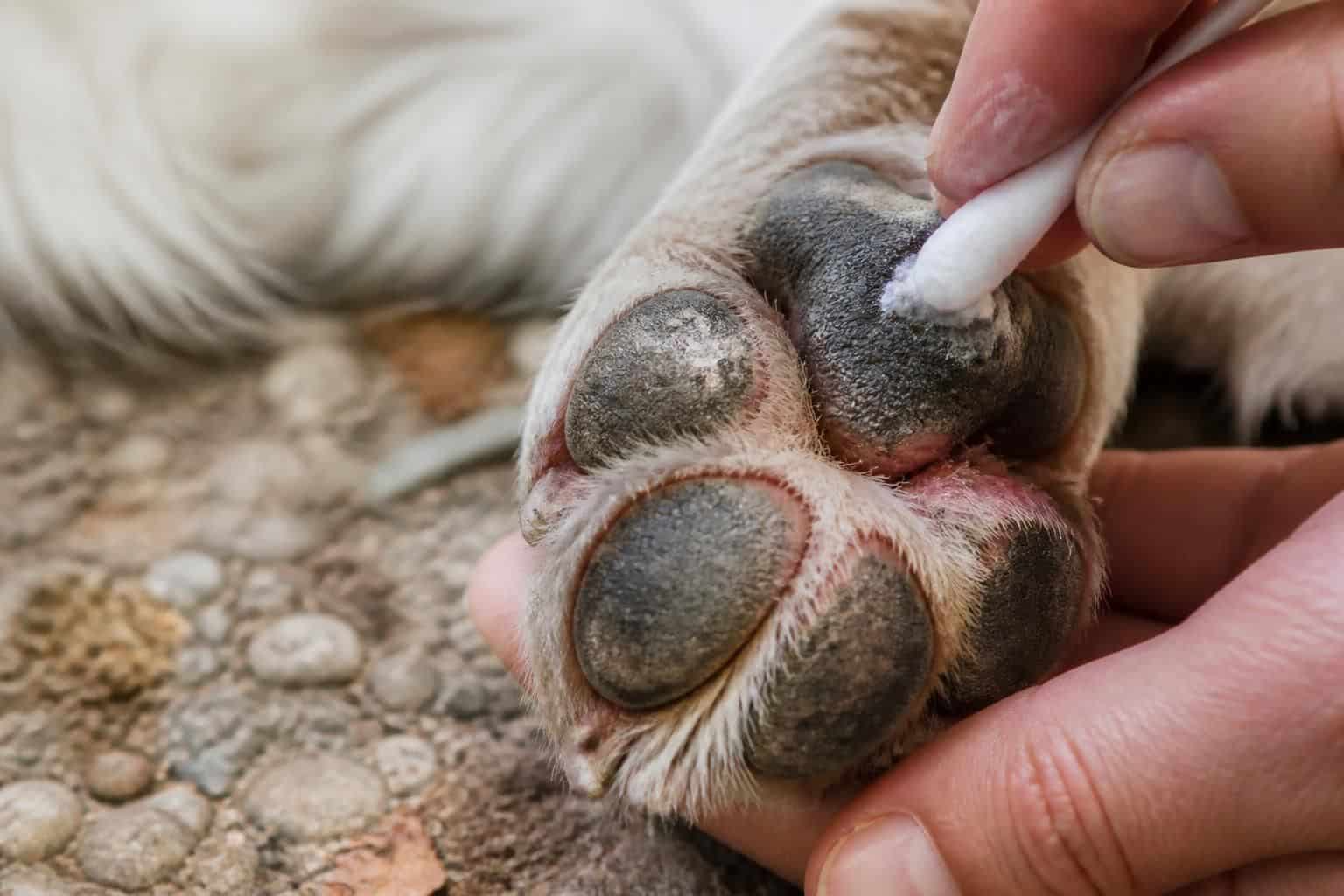 découvrez comment reconnaître les coussinets abîmés après une sortie, les soigner efficacement et prévenir leur détérioration pour assurer le confort et la santé de votre animal.