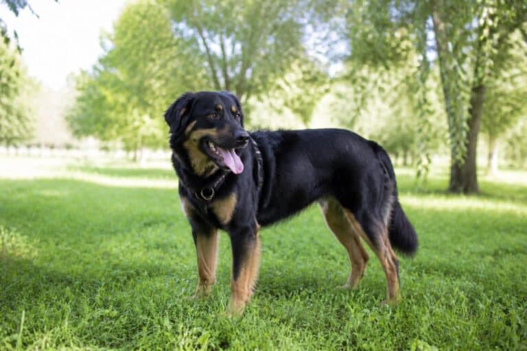 découvrez le temps de récupération normal d’un chien après l’effort, les signes à surveiller et les conseils pour assurer son bien-être après l’activité physique.