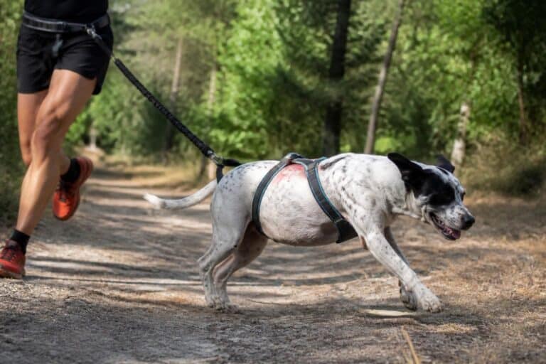 découvrez les erreurs courantes à éviter avec un harnais de canicross pour garantir le confort et la sécurité de votre chien lors de la course.